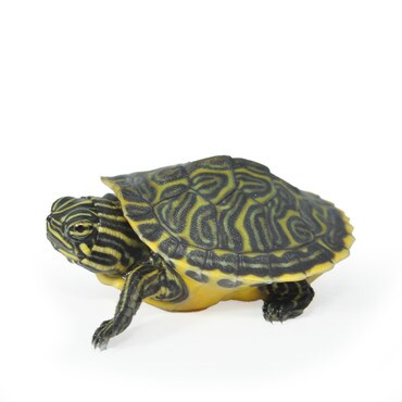 Peninsula Cooter